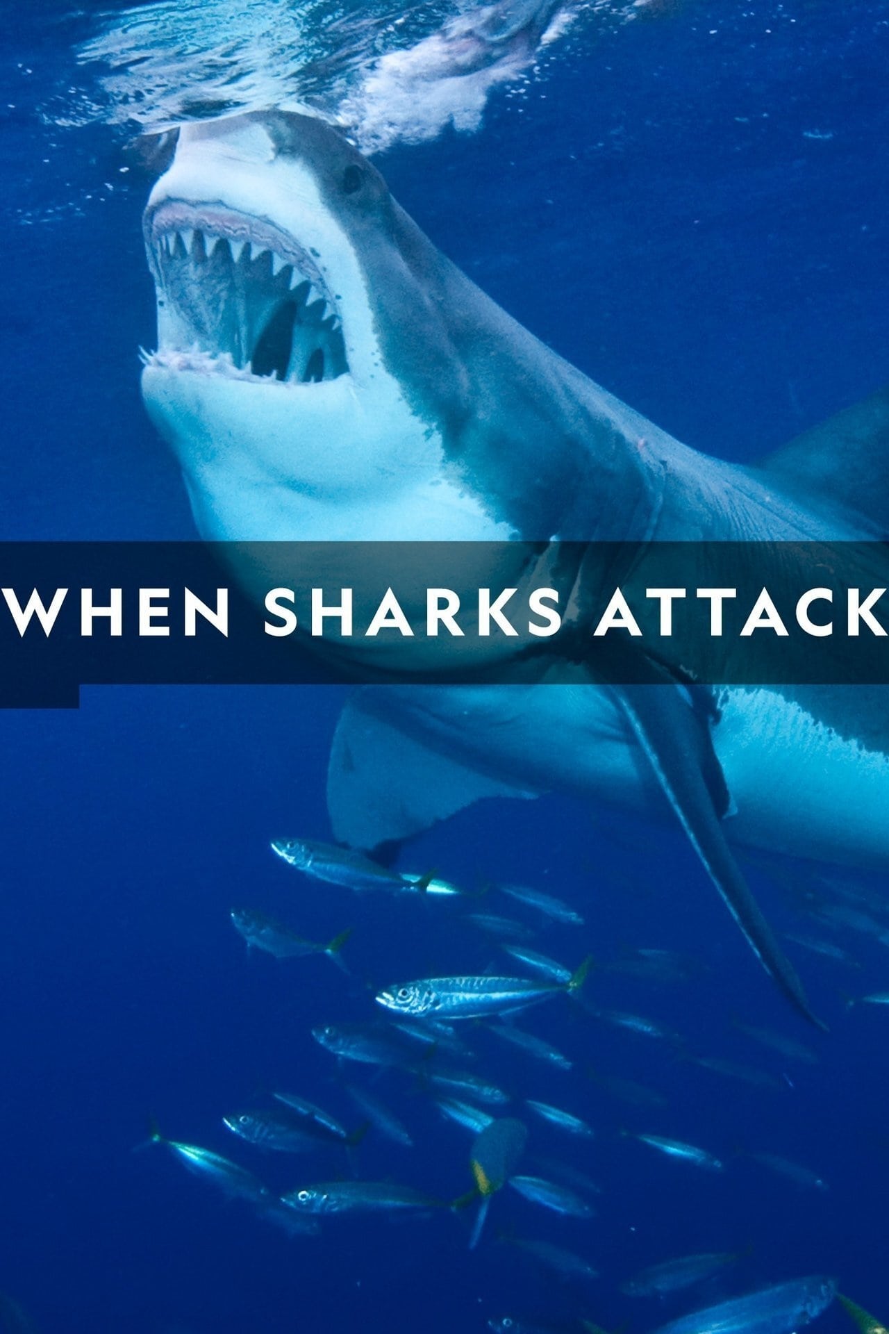 Caratula de When Sharks Attack (Cuando los tiburones atacan) 