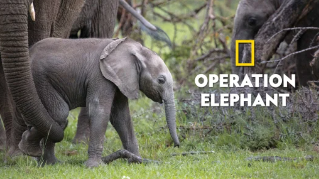 Caratula de Operation Elephant (Mision critica: Elefantes en Sri Lanka) 