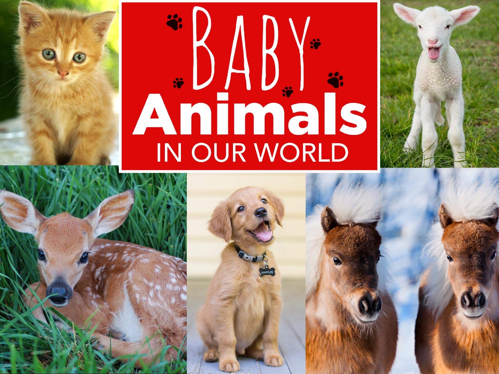 Caratula de Baby Animals in Our World (Animales bebé en nuestro mundo) 