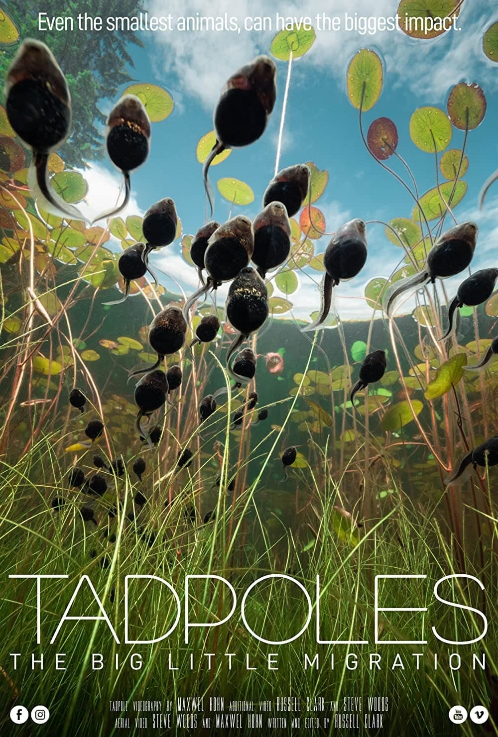 Tadpoles: The Big Little Migration