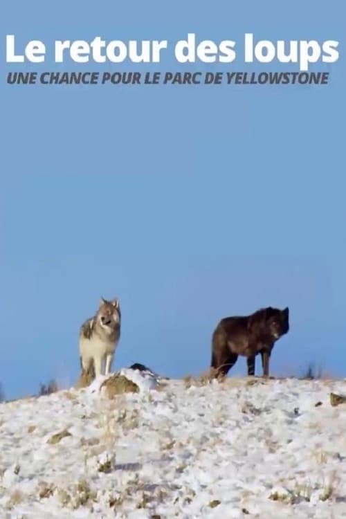La tornada del llop. Com ha canviat el Parc nacional de Yellowstone