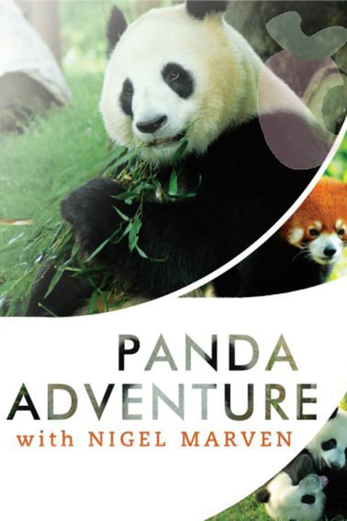 Panda adventures