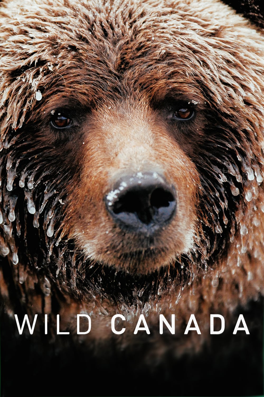 Caratula de Wild Canada (Canadá Salvaje) 