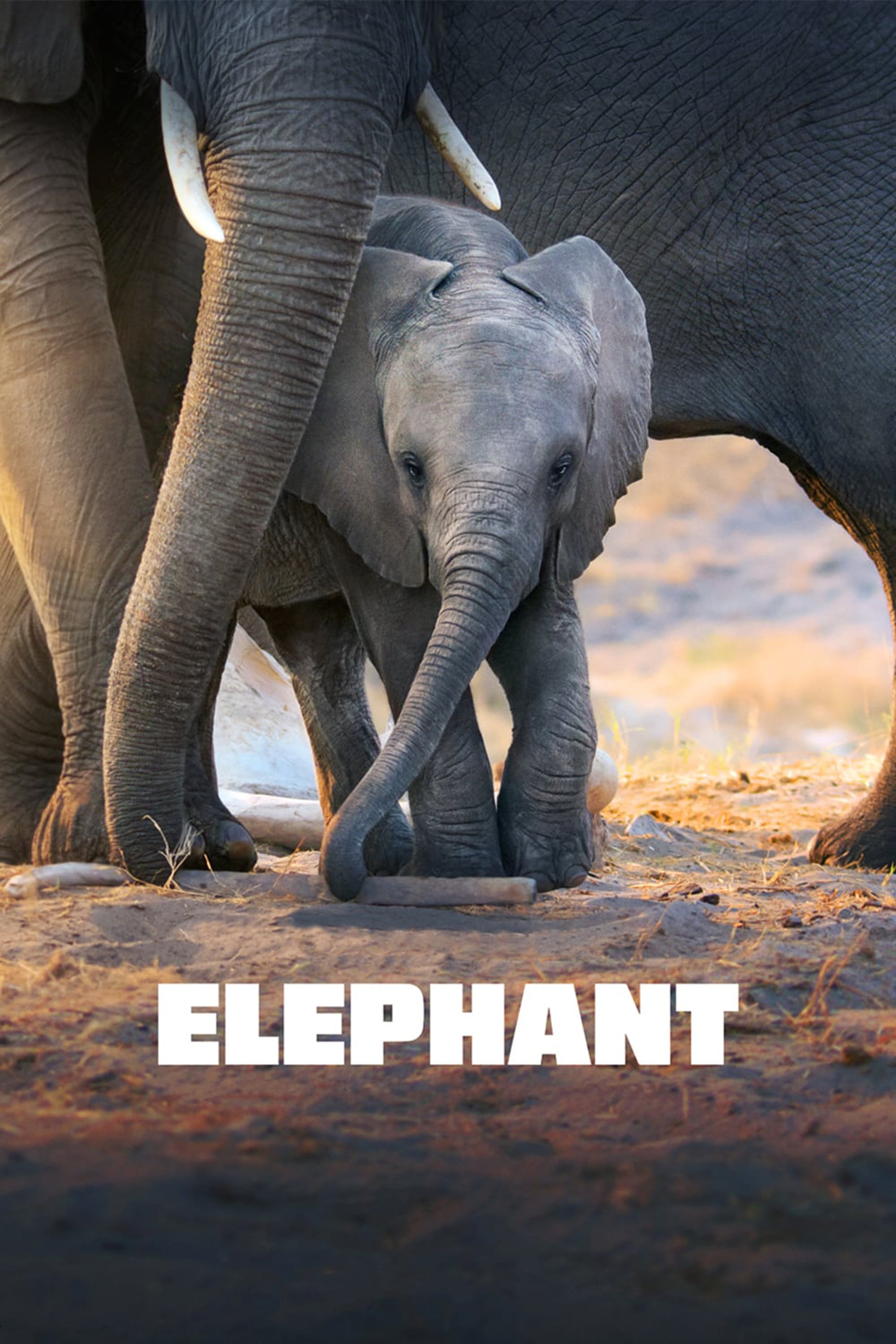 Caratula de ELEPHANT (Los elefantes) 