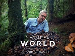 Caratula de Animal house 