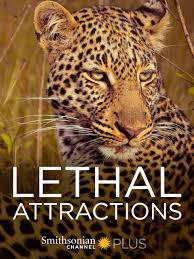 Caratula de Lethal Attractions 