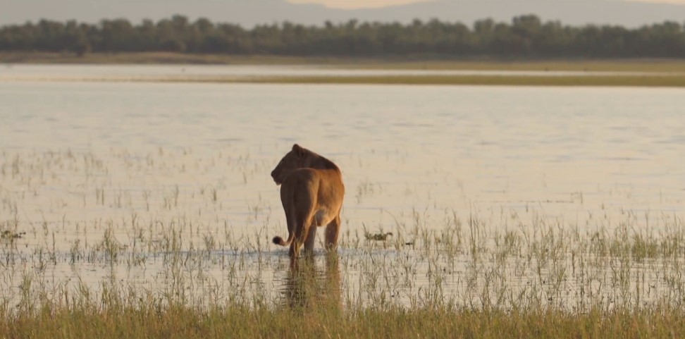 Caratula de Lions of the Lakeshore 