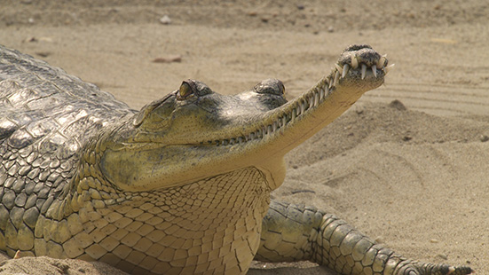 Modern Dinosaurs: The Gharials of Chitwan National Park