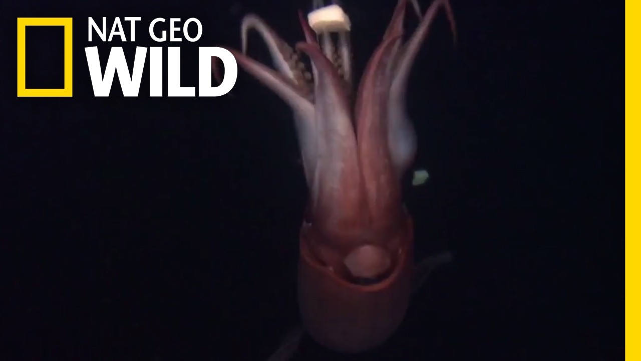 Caratula de DEEP SEA KILLERS 