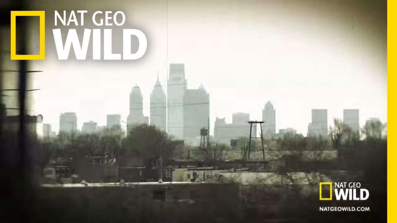 Caratula de Philly Undercover 