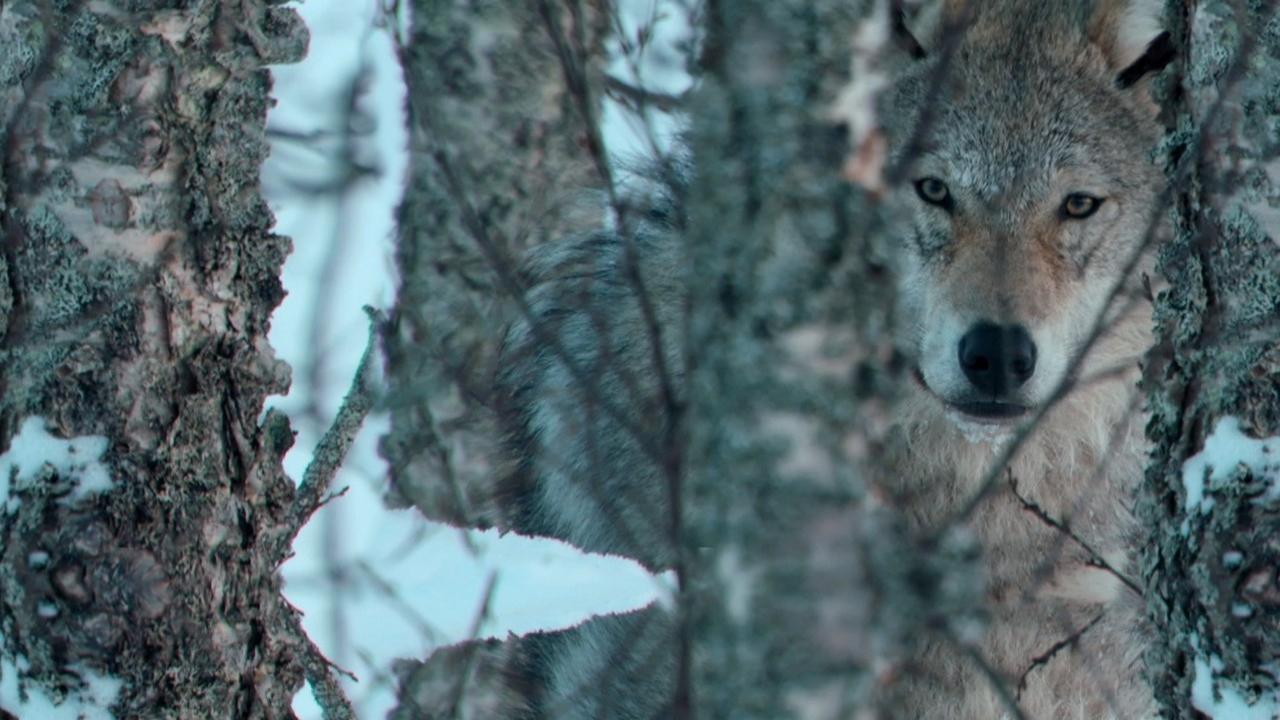 Caratula de Europe’s Great Wilderness 