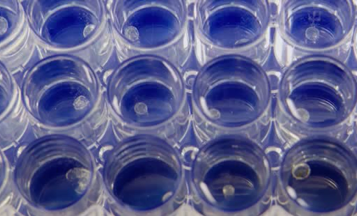 Caratula de Nanopartikel Superteilchen oder unsichtbare Gefahr? 