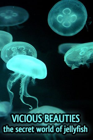 Vicious Beauties, The Secret World of the Jelly Fish