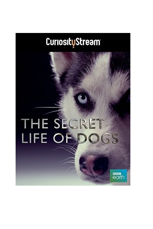 Caratula de THE SECRET LIFE OF DOGS 