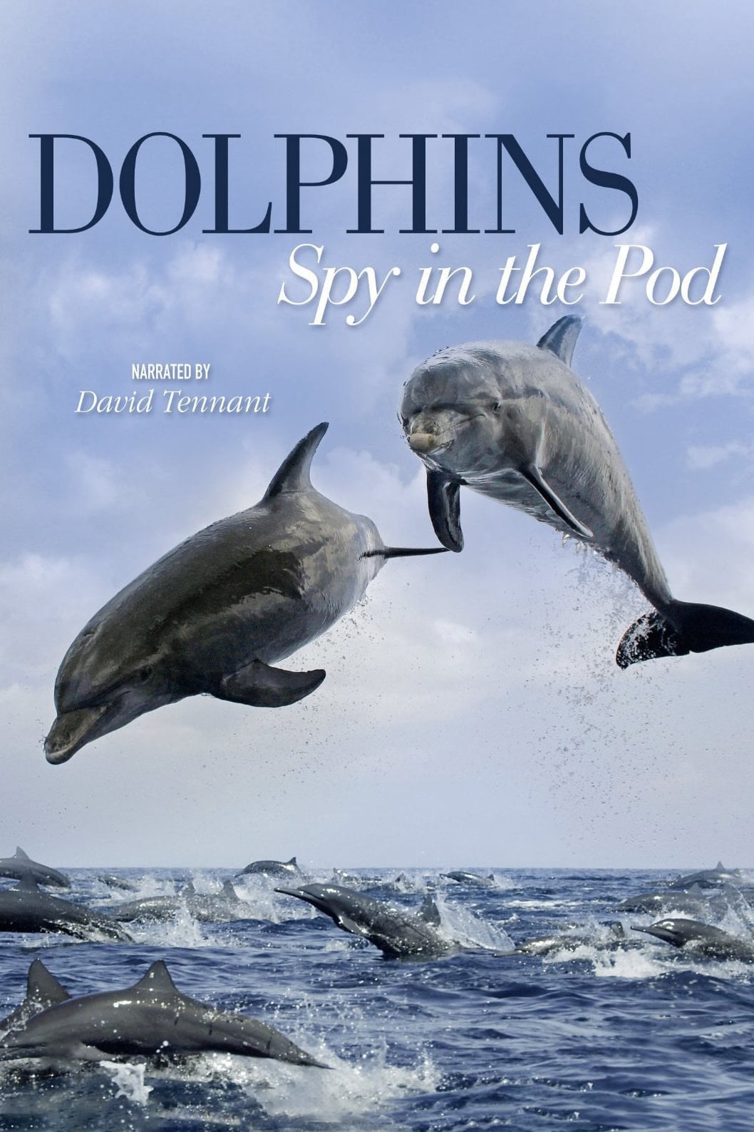 Caratula de DOLPHINS – SPY IN THE POD 