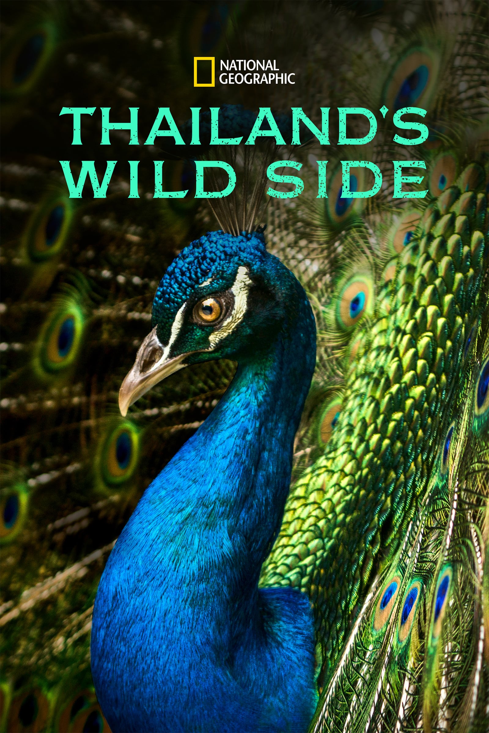 THAILAND S WILD SIDE