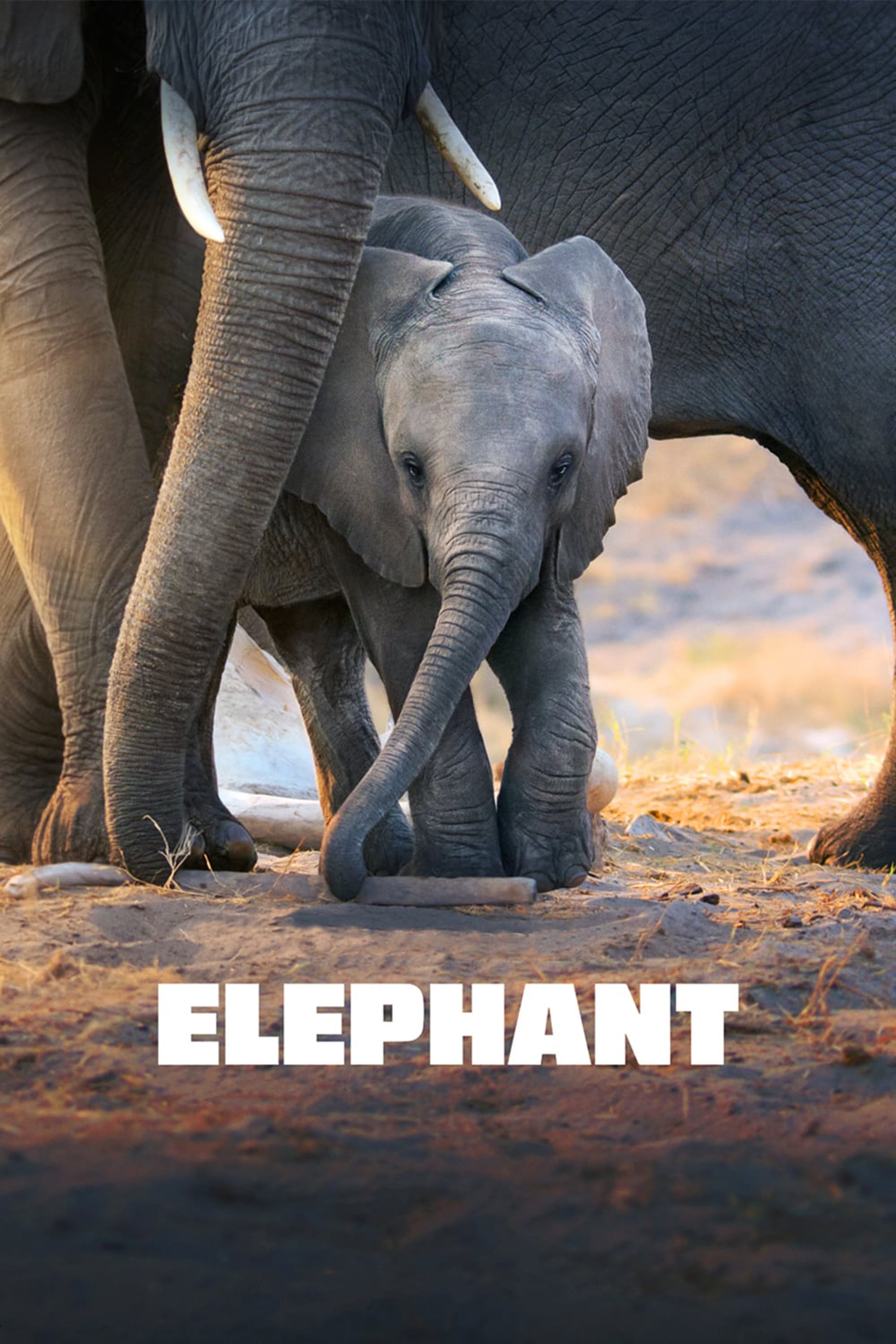 Caratula de ELEPHANT 