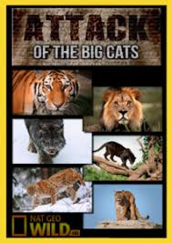 Atack of the Big Cats
