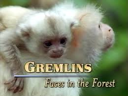 Caratula de GREMLINS: FACES IN THE FORREST