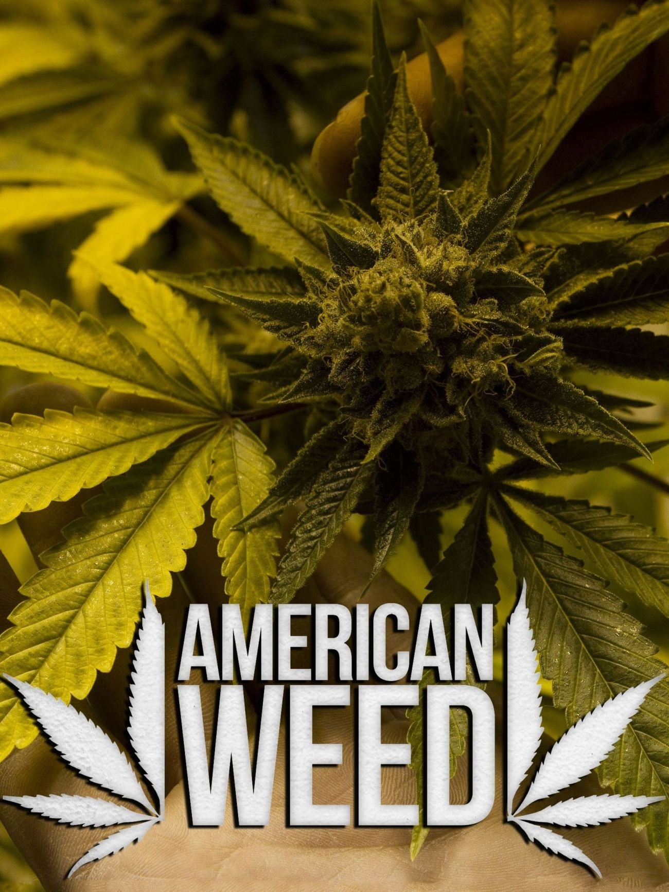Caratula de American Weed 