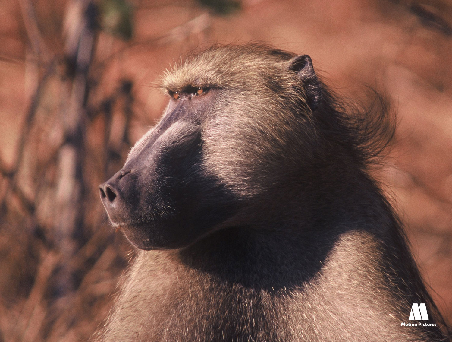 Caratula de A Baboon’s Tale 