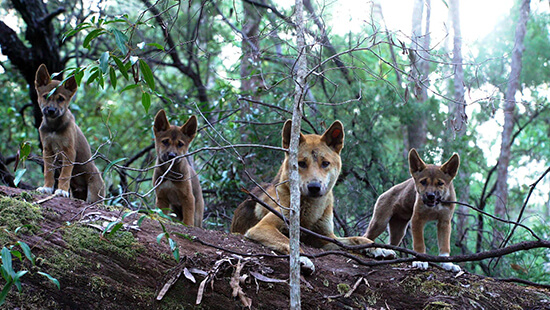 Caratula de A Family’s Bond: Dingoes 