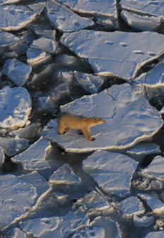 Caratula de THE POLAR BEAR, HEATING UP 