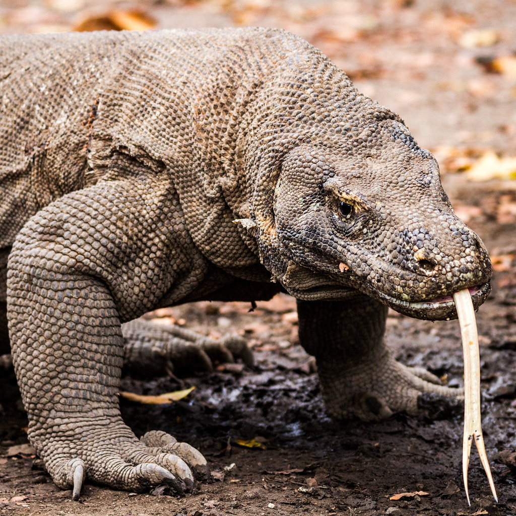 Caratula de Komodo Dragons 
