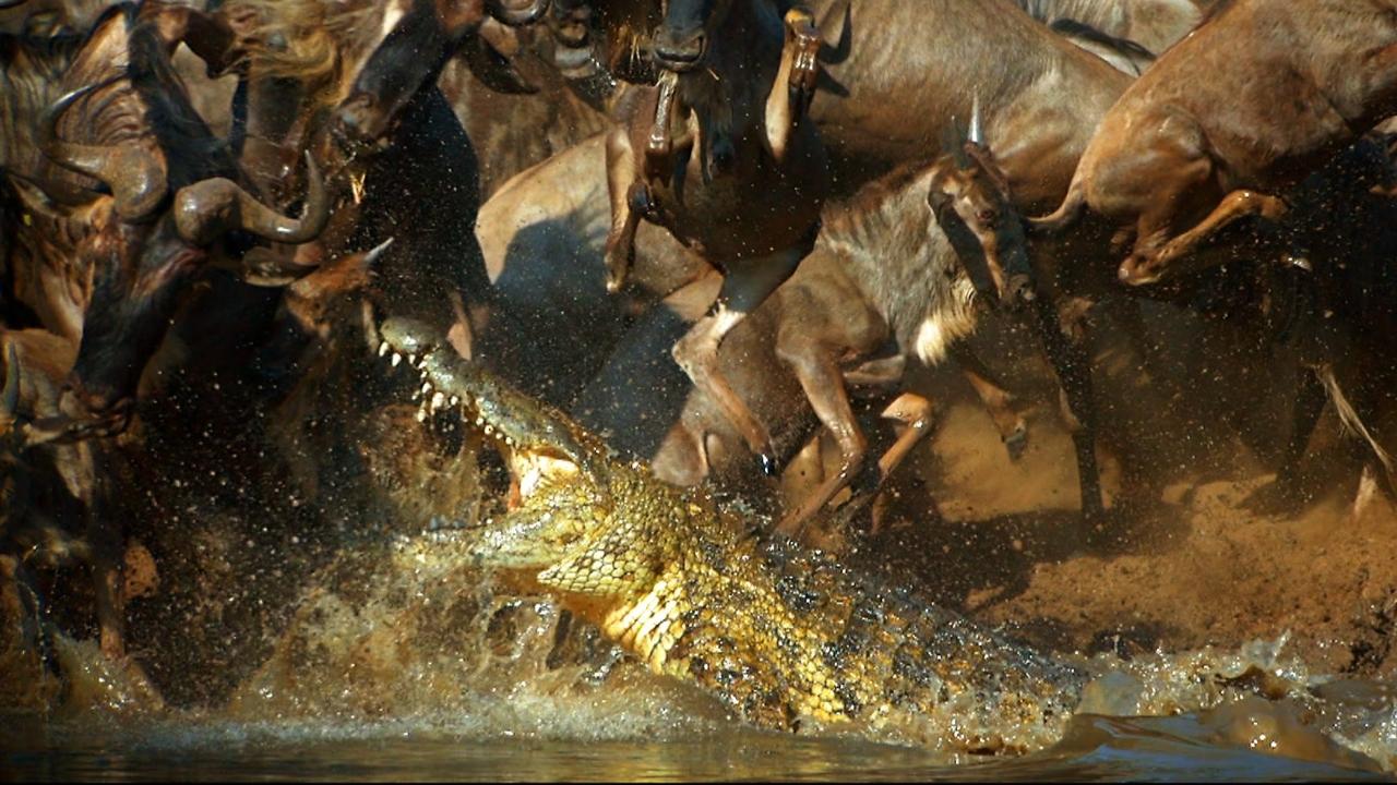 Crocodile Labyrinth