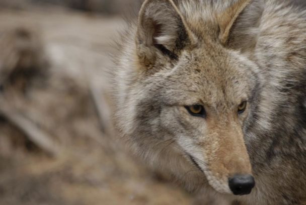 Caratula de Attack in the Wild 