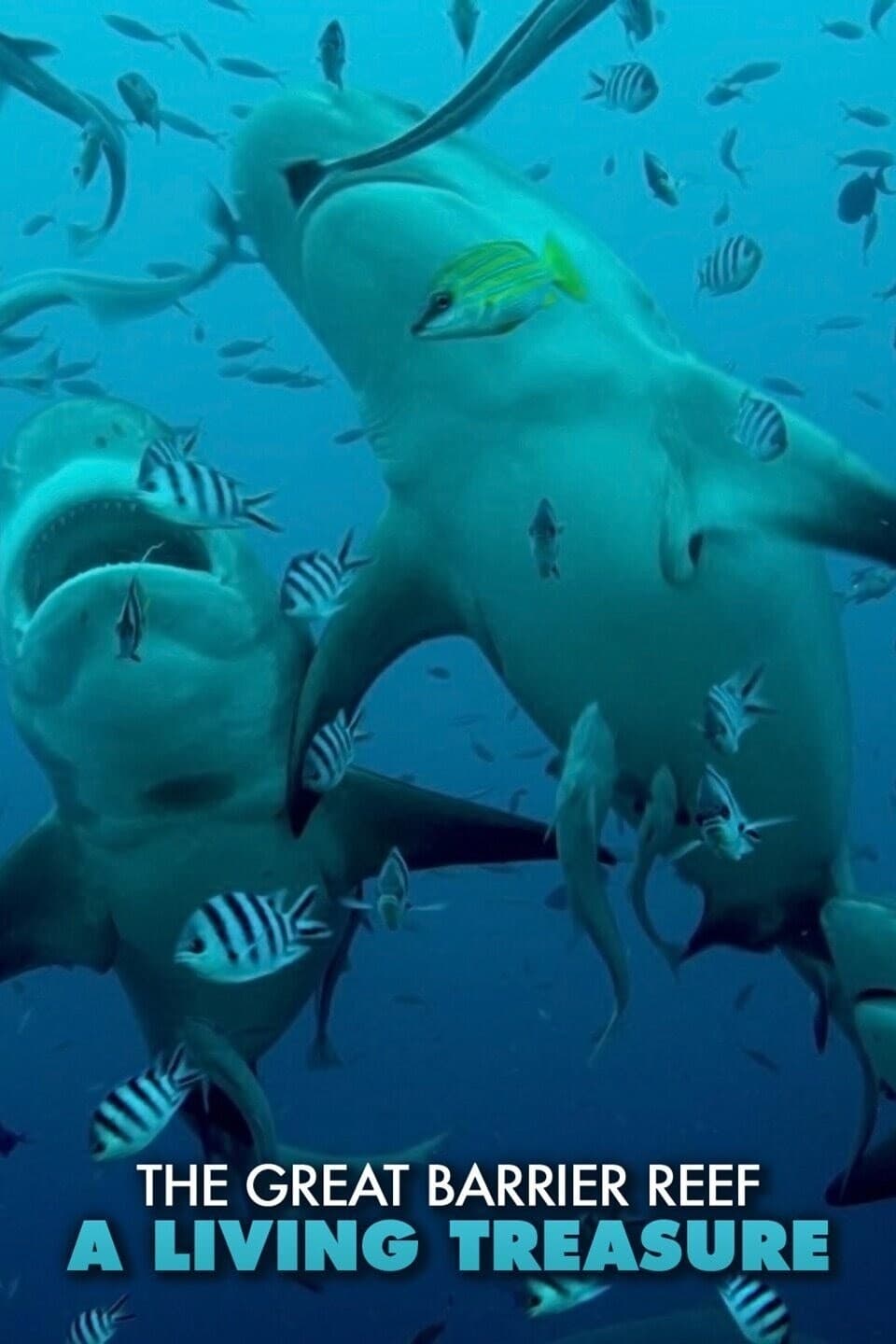 Caratula de Great Barrier Reef: A Living Treasure