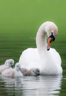 Caratula de China’s Swan Lake 
