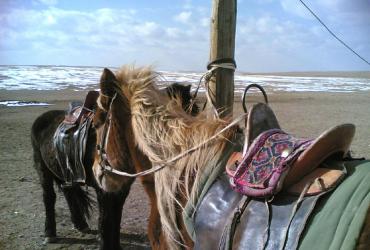 Caratula de Saï’s Horses 