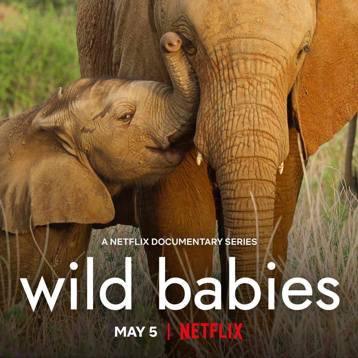 Caratula de Wild Babies 
