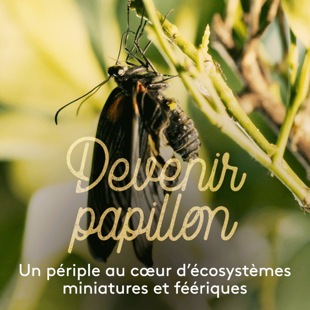 Caratula de Devenir papillon 