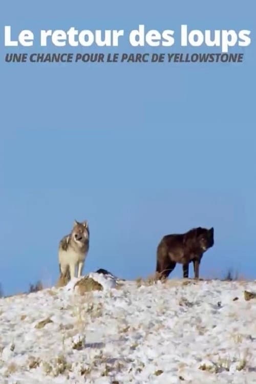 Caratula de Die Rückkehr der Wölfe: Das Wunder im Yellowstone-Nationalpark 