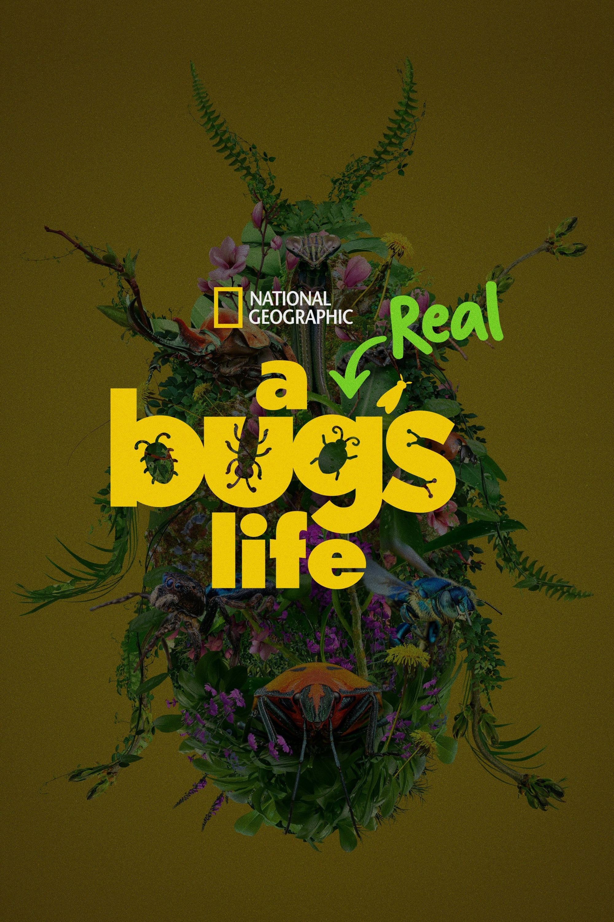 Caratula de A Real Bug’s Life 
