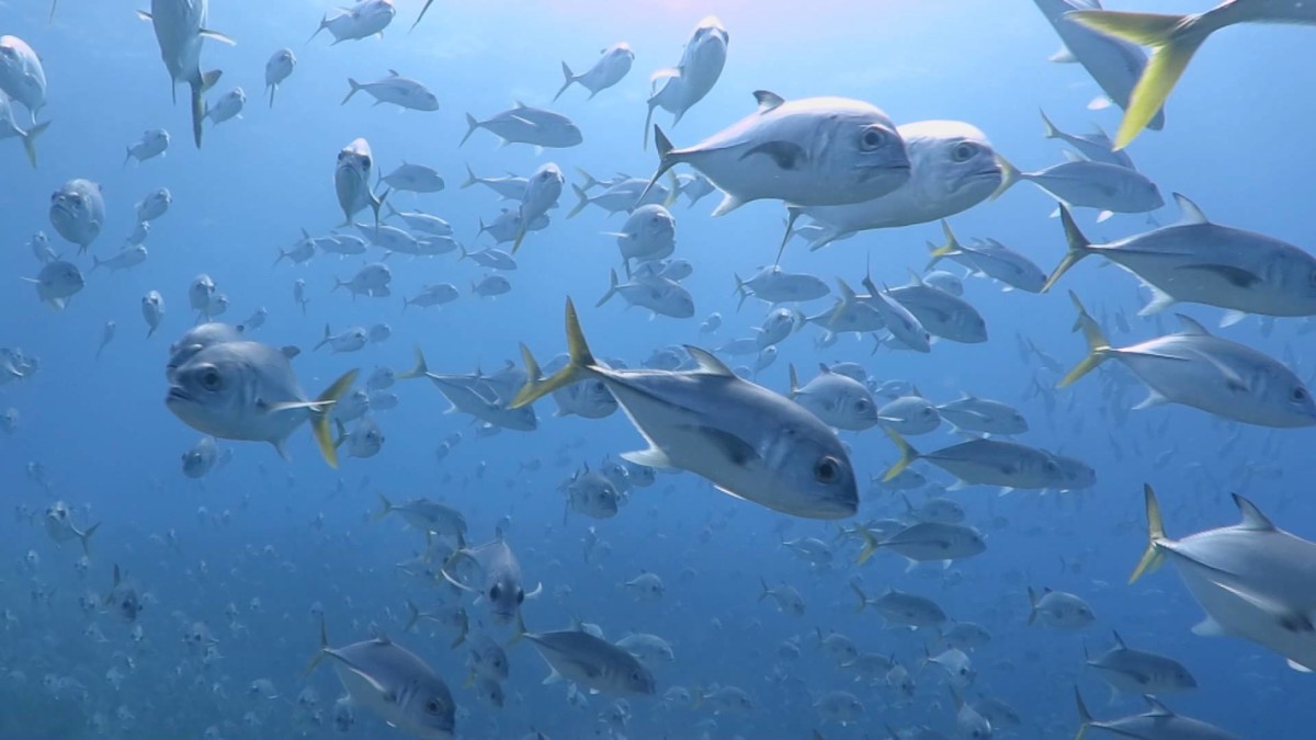 Caratula de Cuba’s Secret Reef 