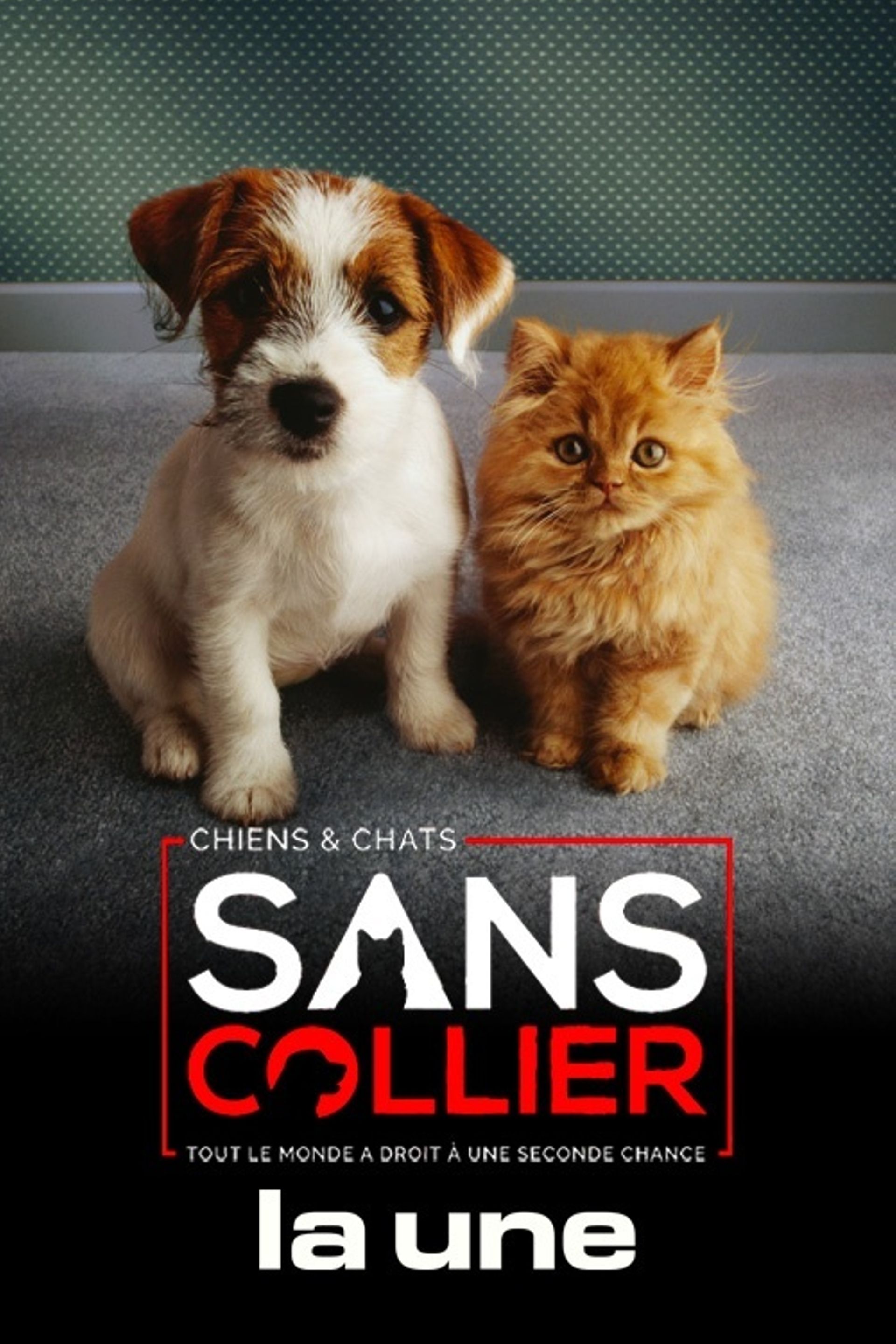 CHIENS ET CHATS SANS COLLIER