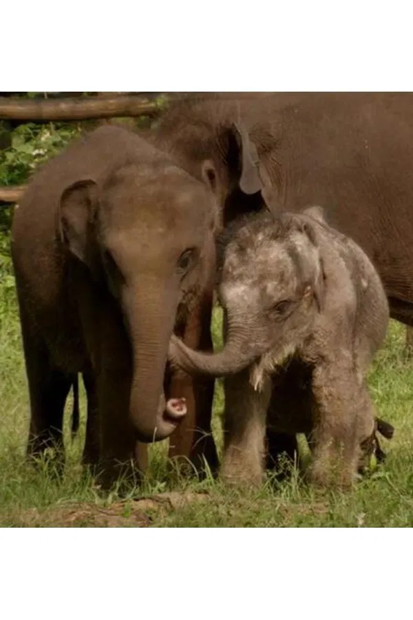 Caratula de Sri Lanka – Elephant Island 