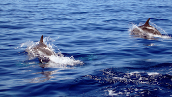 Caratula de The Azores 